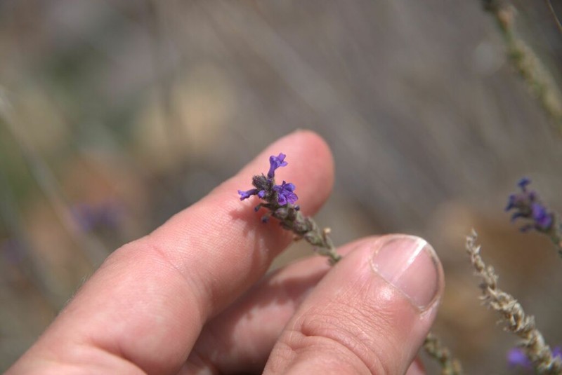 Verbena livermorensis