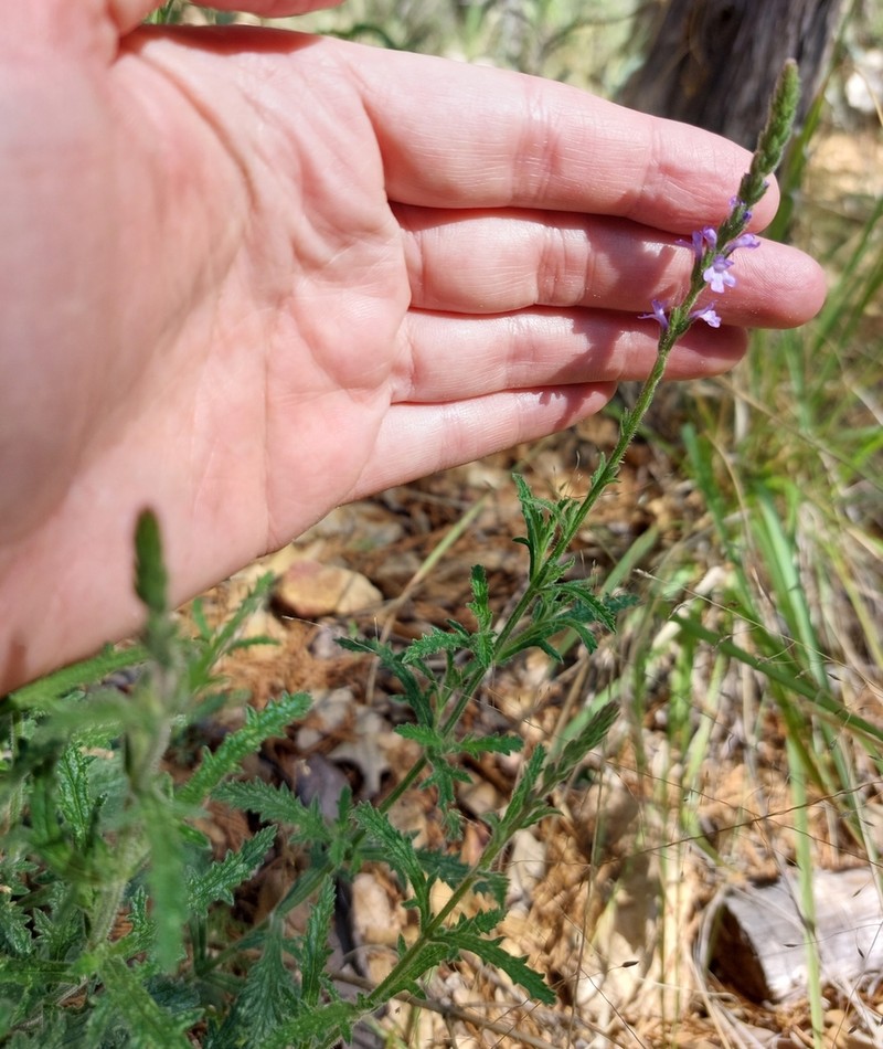 Verbena livermorensis photo 4