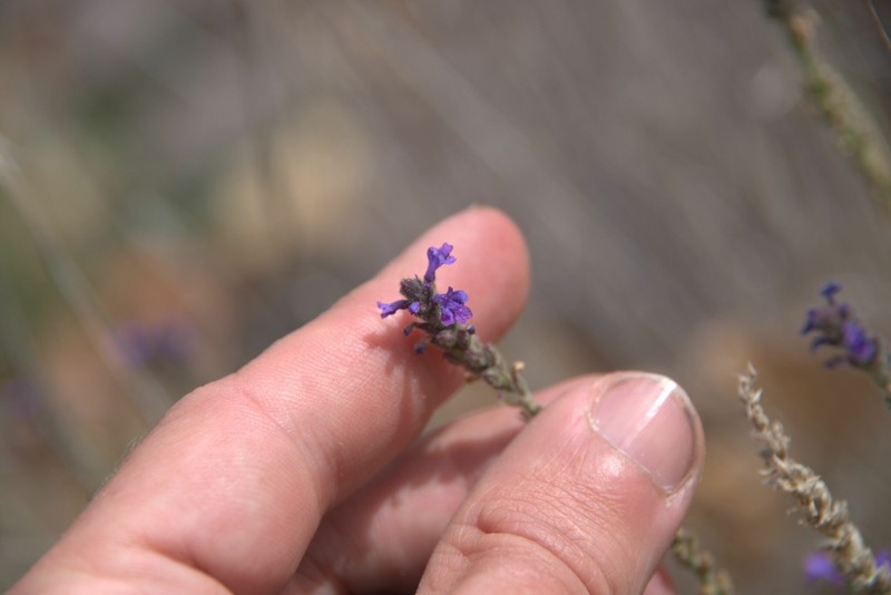 Verbena livermorensis photo 5