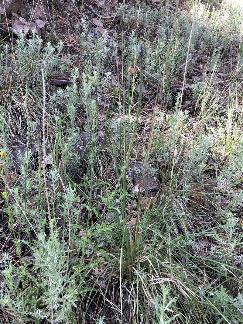 Verbena livermorensis photo 6