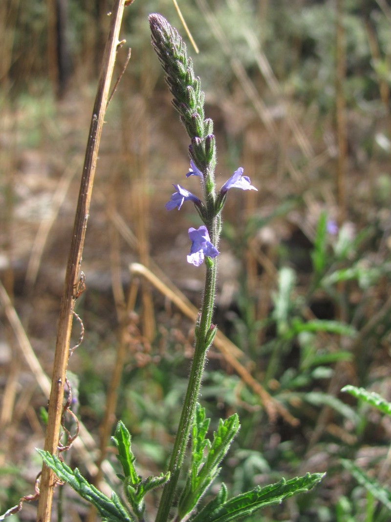Verbena livermorensis photo 7