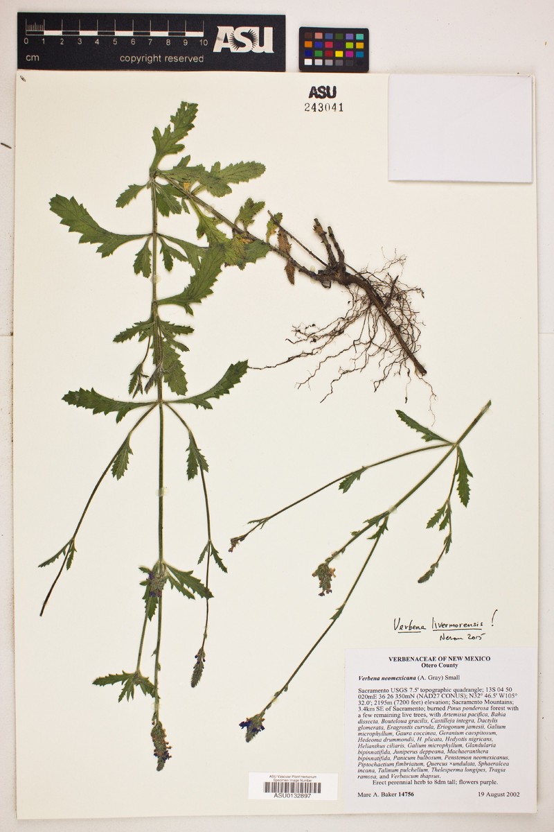 Verbena livermorensis photo 8