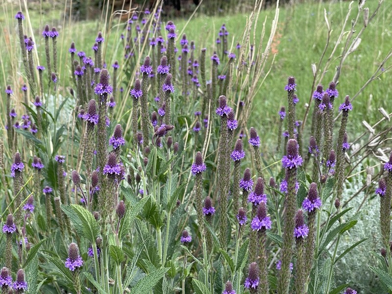 Macdougal Verbena photo 2