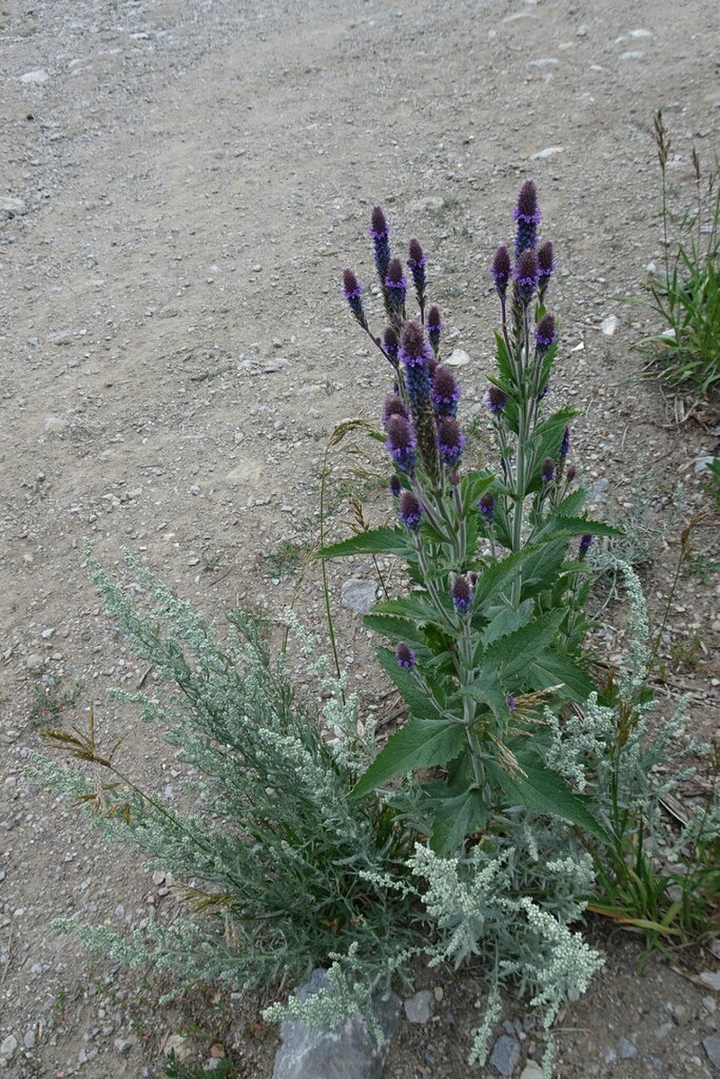 Macdougal Verbena photo 3