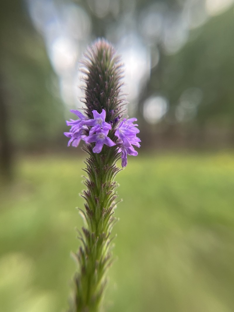 Macdougal Verbena photo 6