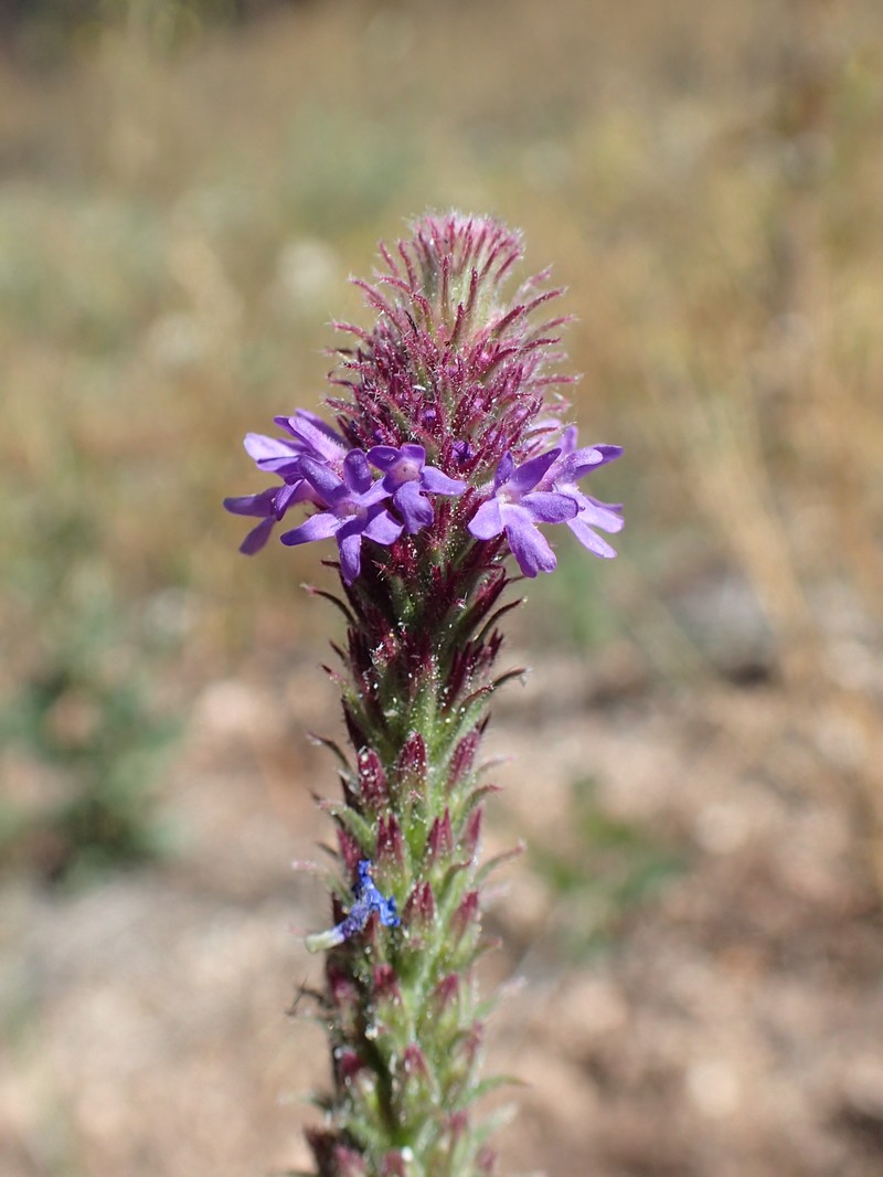 Macdougal Verbena
