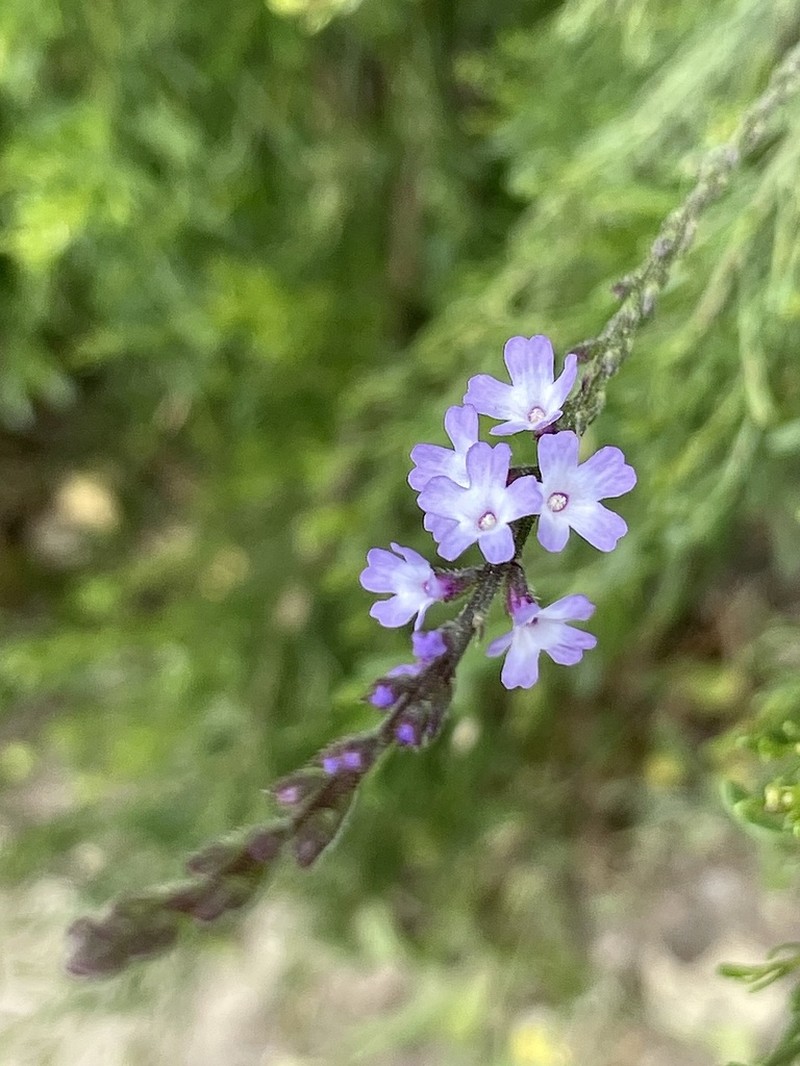 Mint Vervain