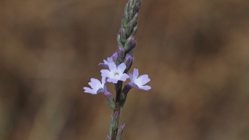 Mint Vervain photo 2
