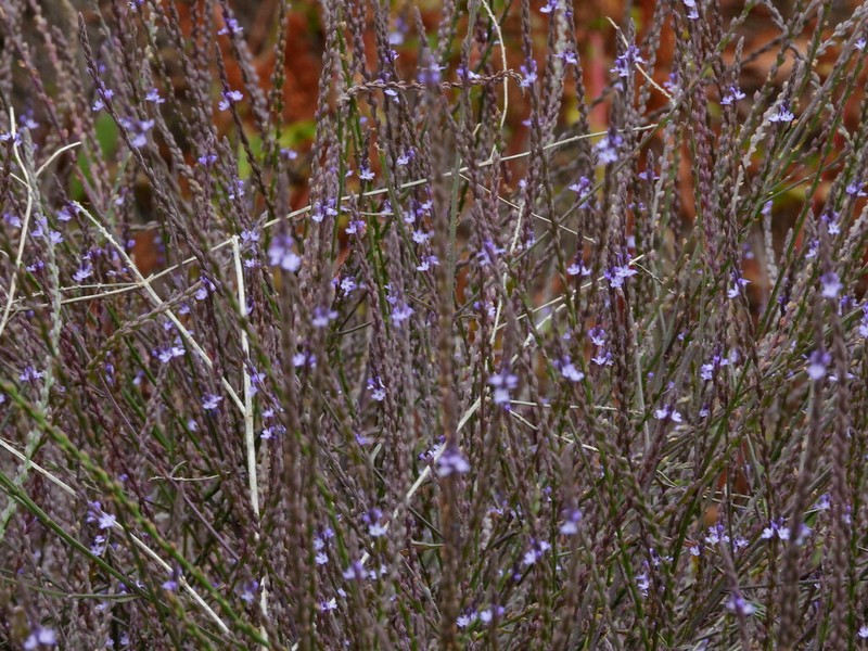 Mint Vervain photo 3