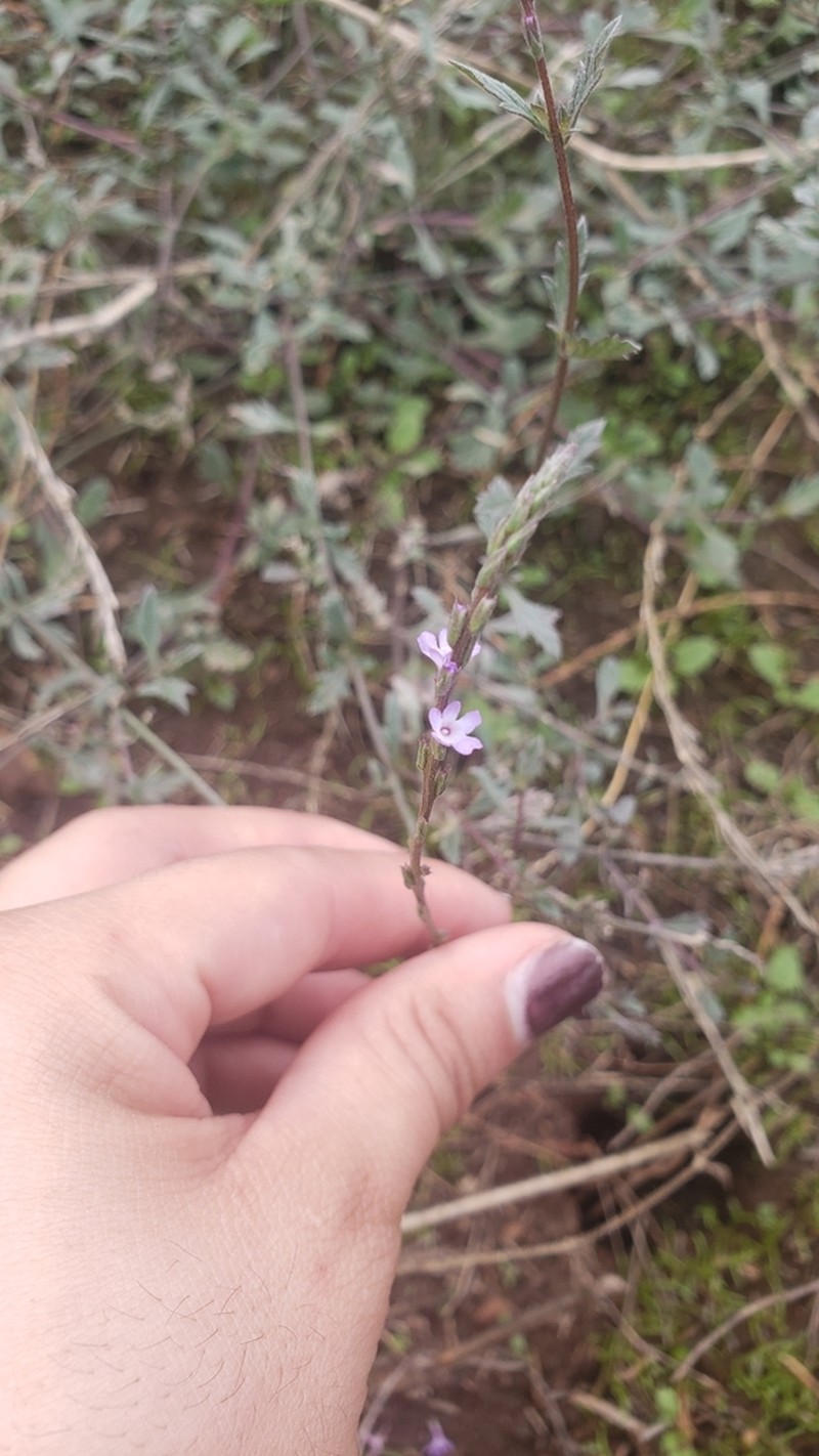 Mint Vervain photo 4