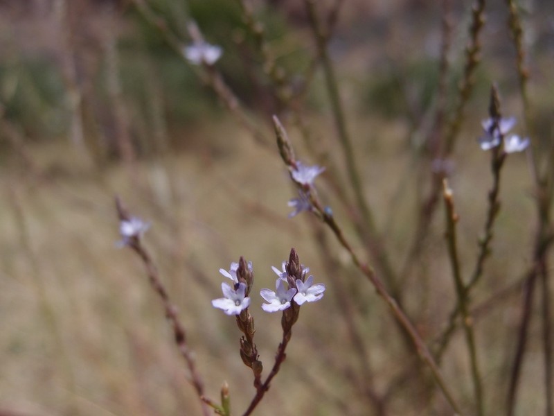 Mint Vervain photo 5
