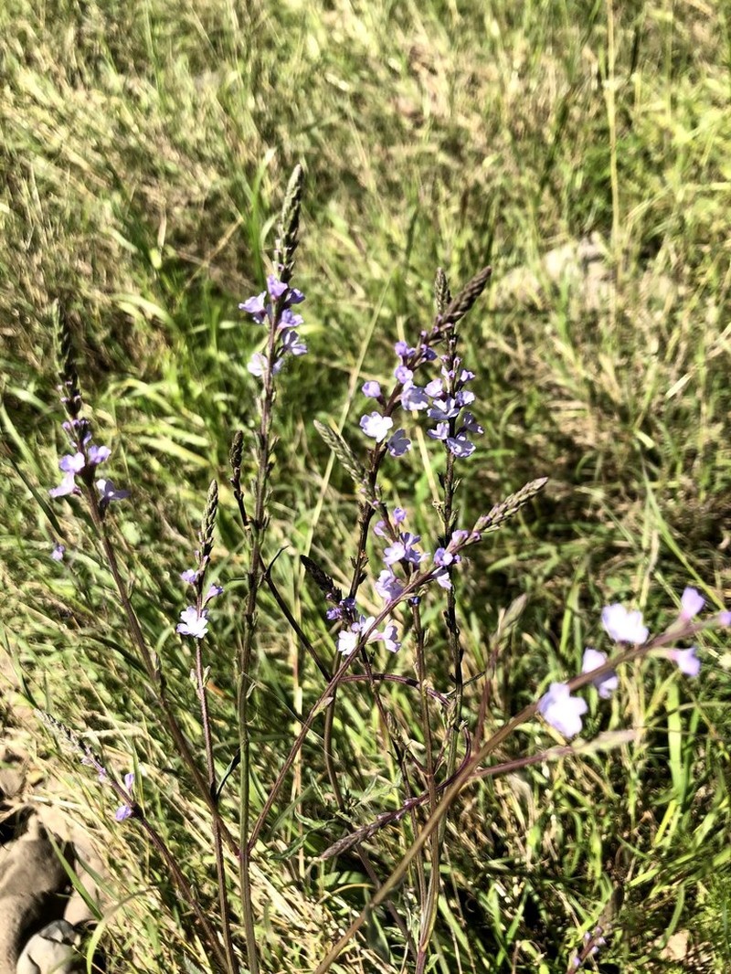 Mint Vervain photo 6