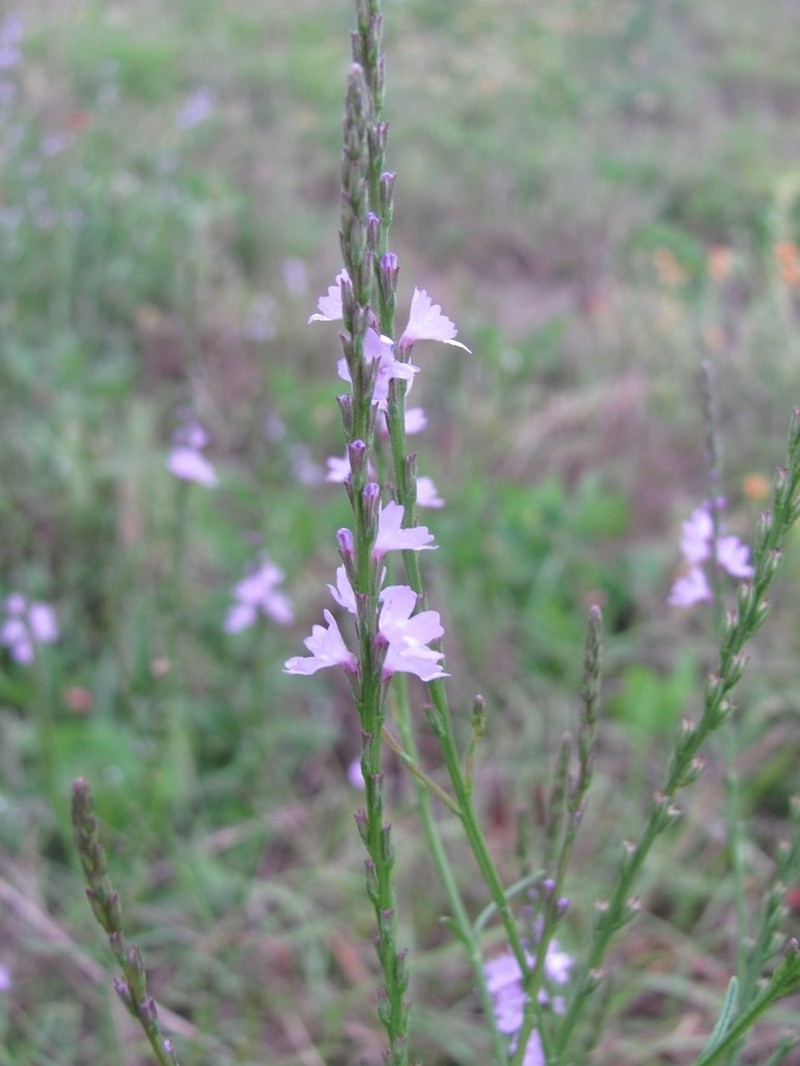 Mint Vervain photo 8