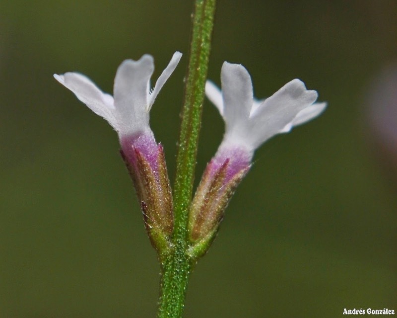 Uruguayan Vervain photo 5