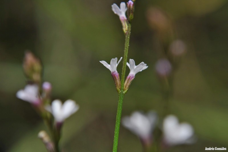Uruguayan Vervain photo 6