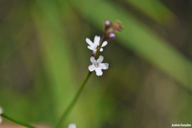 Uruguayan Vervain photo 7