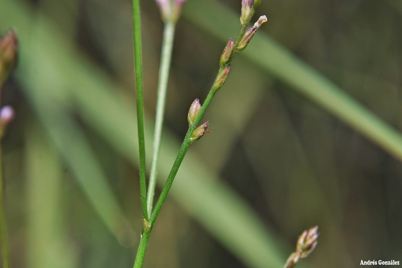 Uruguayan Vervain photo 8