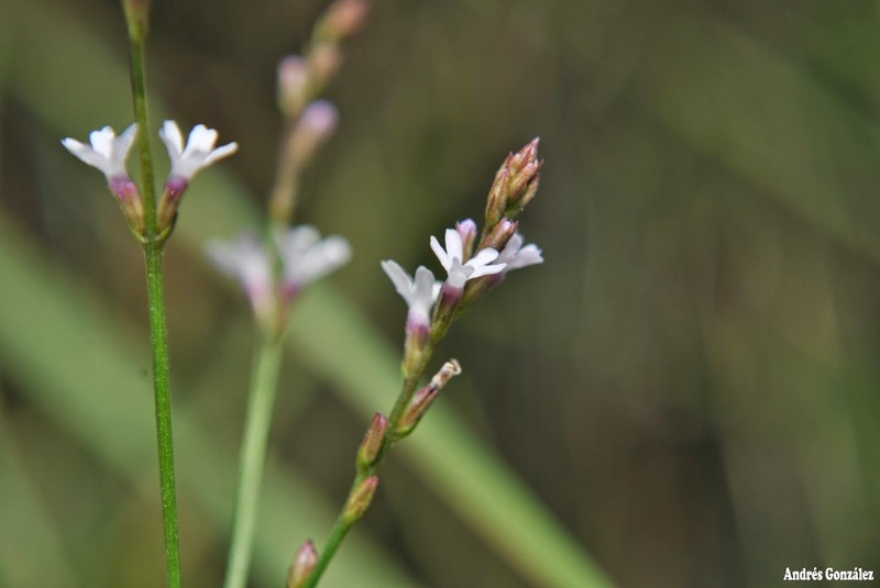 Uruguayan Vervain photo 2