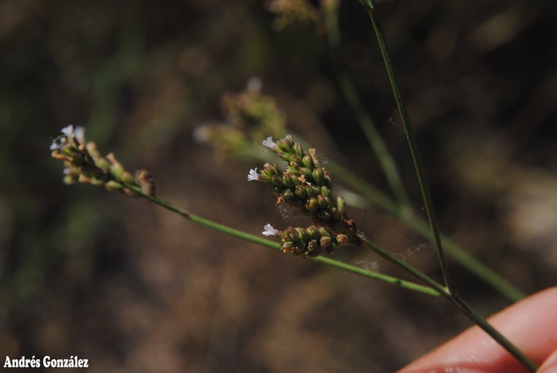 Uruguayan Vervain