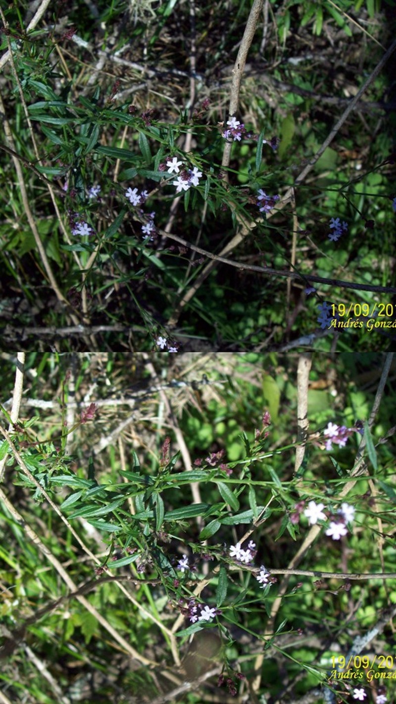 Uruguayan Vervain photo 3