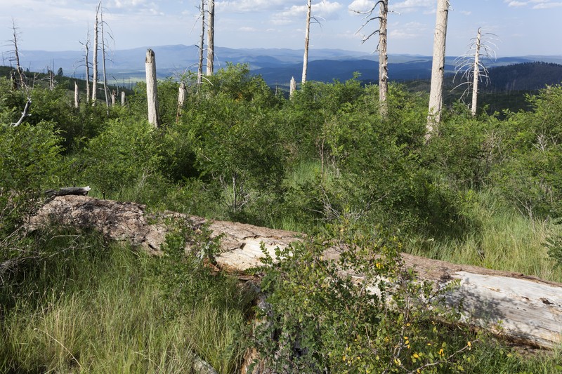 Hillside Vervain photo 6
