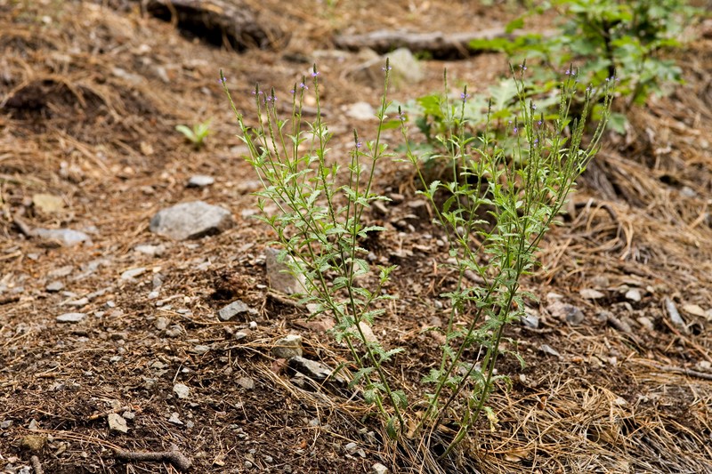 Hillside Vervain