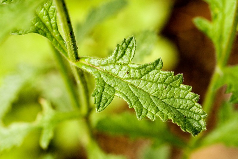 Hillside Vervain photo 2