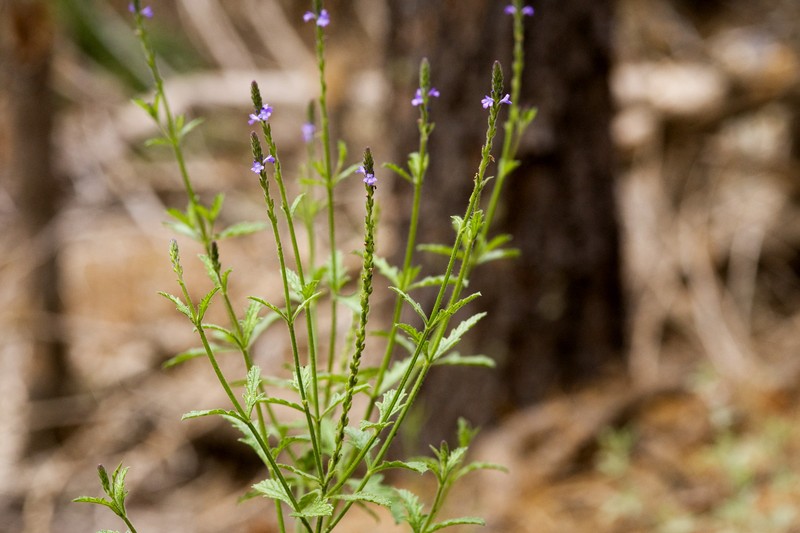 Hillside Vervain photo 3