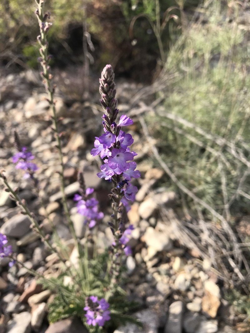 Hillside Vervain