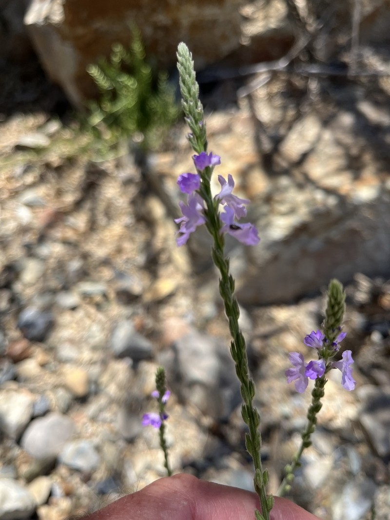 Hillside Vervain photo 2