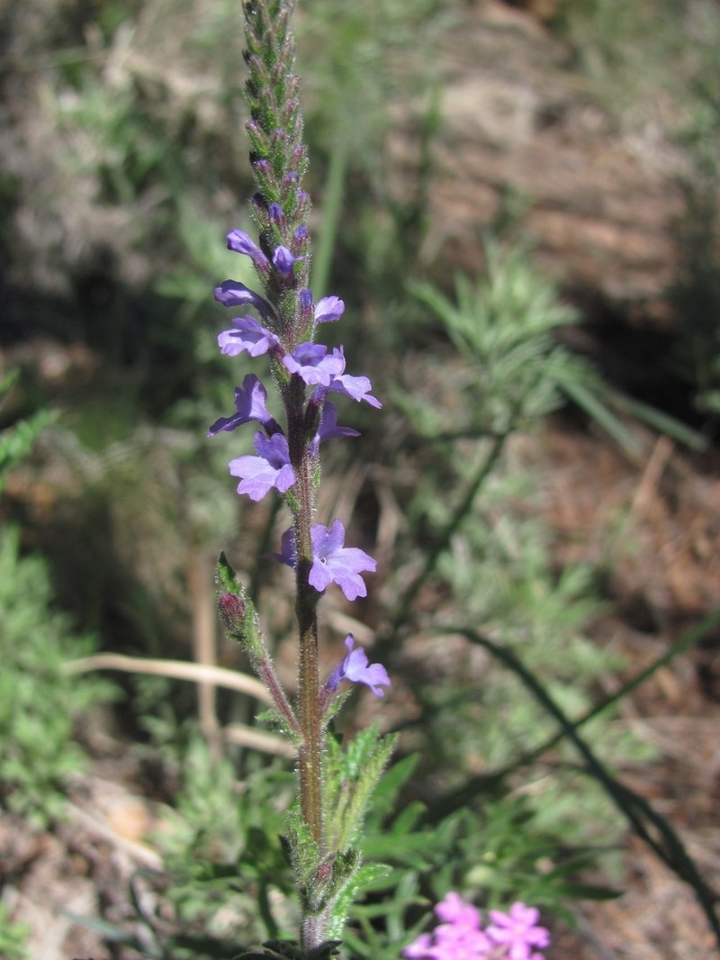 Hillside Vervain photo 3