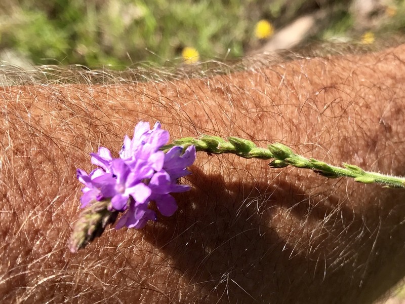 Hillside Vervain photo 4