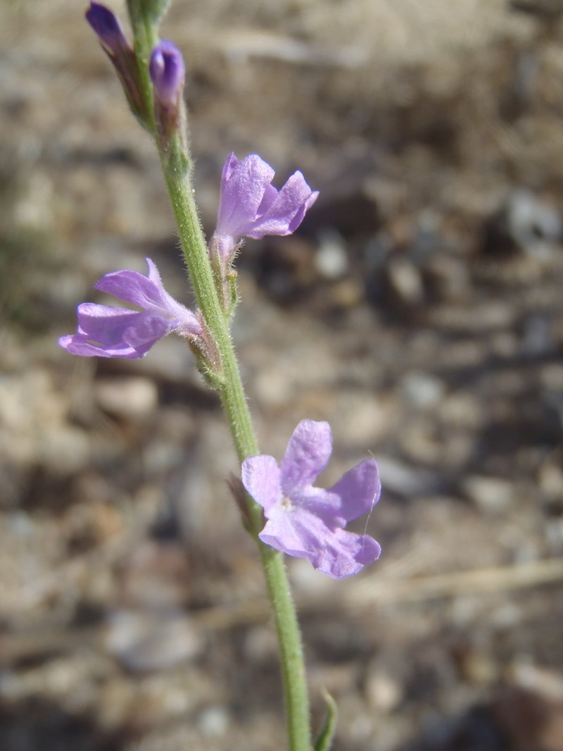 Hillside Vervain photo 5