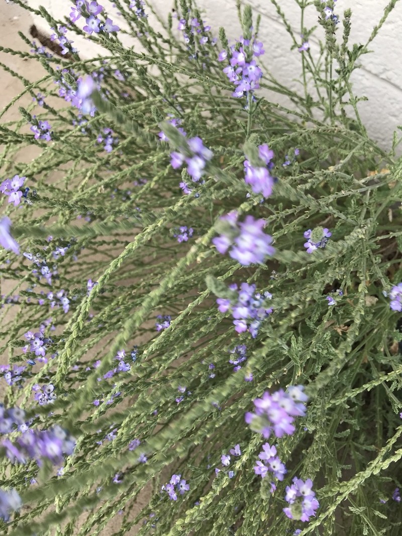 Hillside Vervain photo 6
