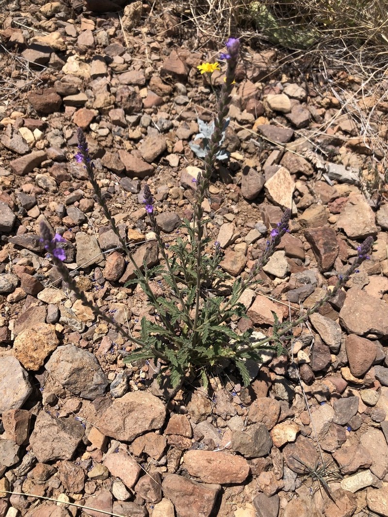 Hillside Vervain photo 7
