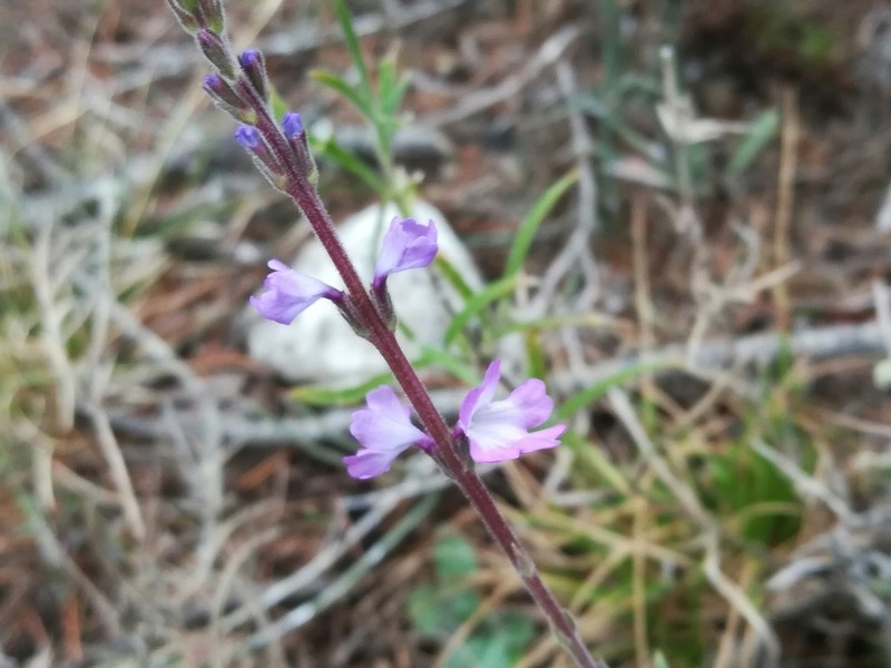 Hillside Vervain photo 8