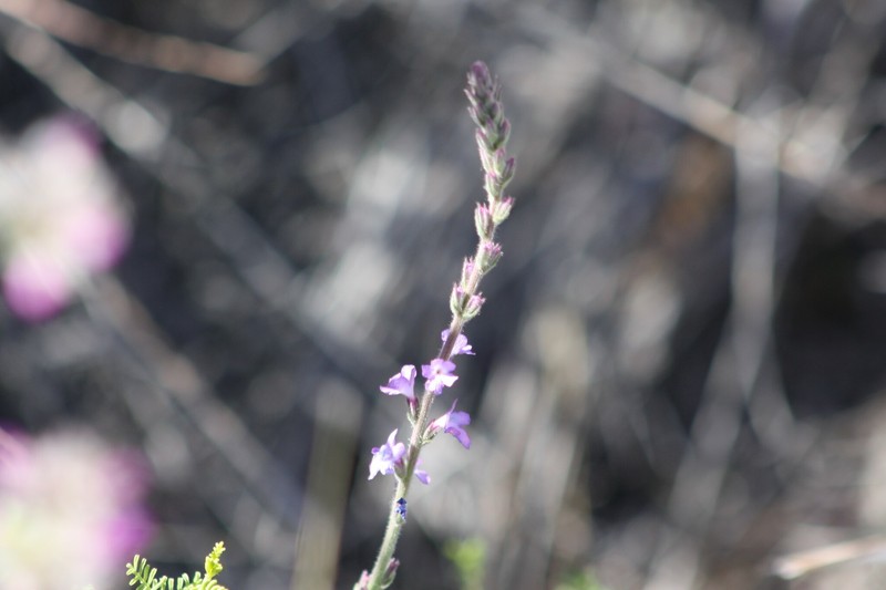 San Bernardino Vervain