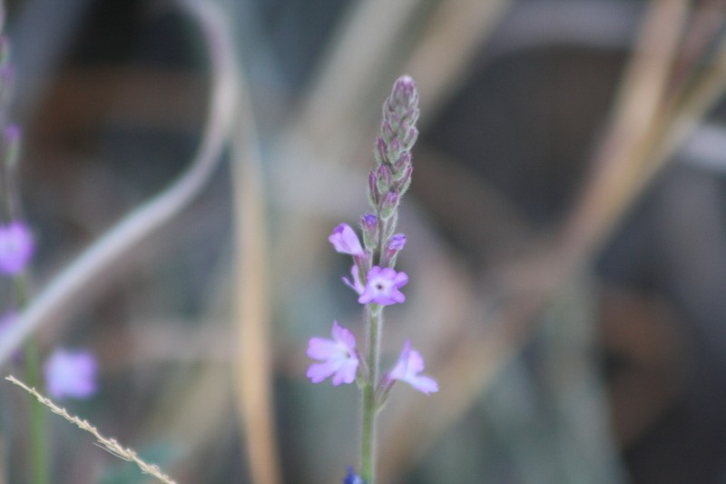 San Bernardino Vervain photo 2