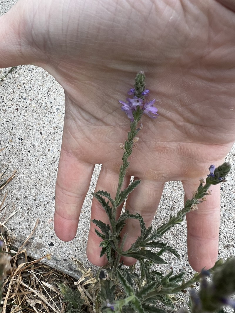 San Bernardino Vervain photo 3