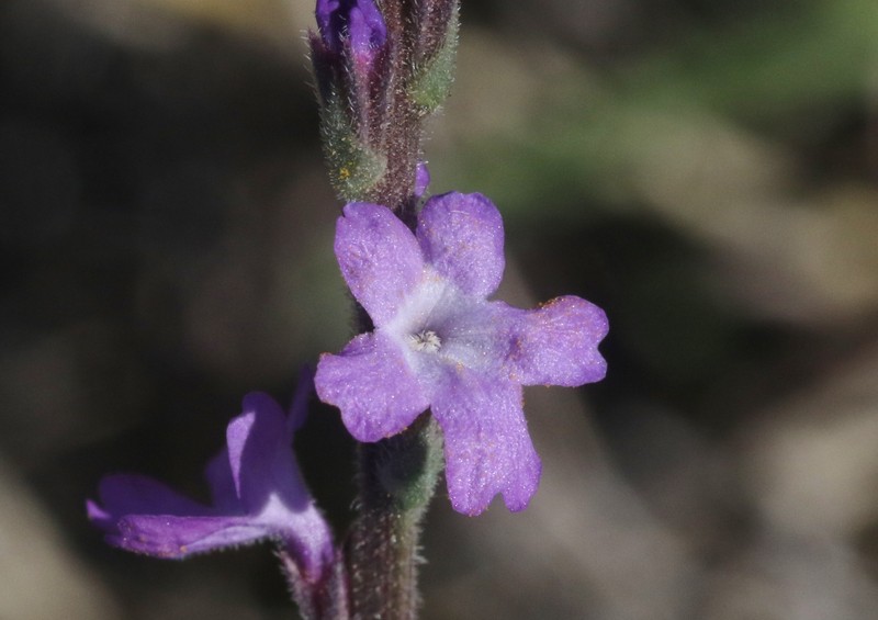 San Bernardino Vervain photo 4