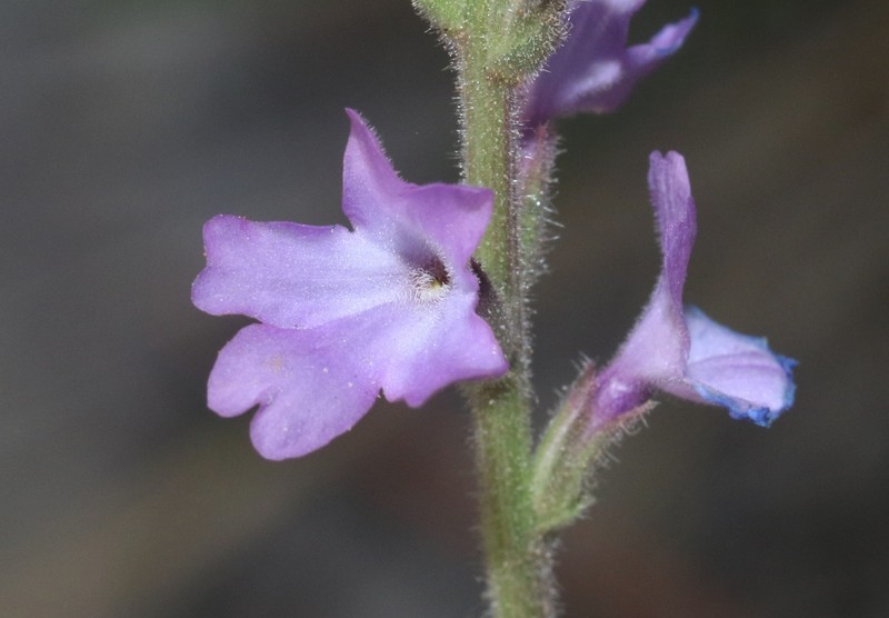 San Bernardino Vervain photo 5