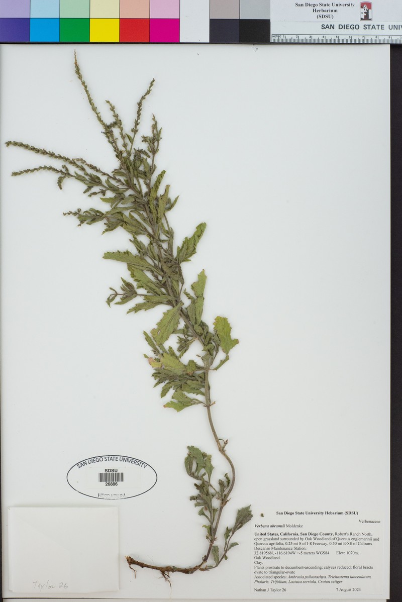 San Bernardino Vervain photo 6