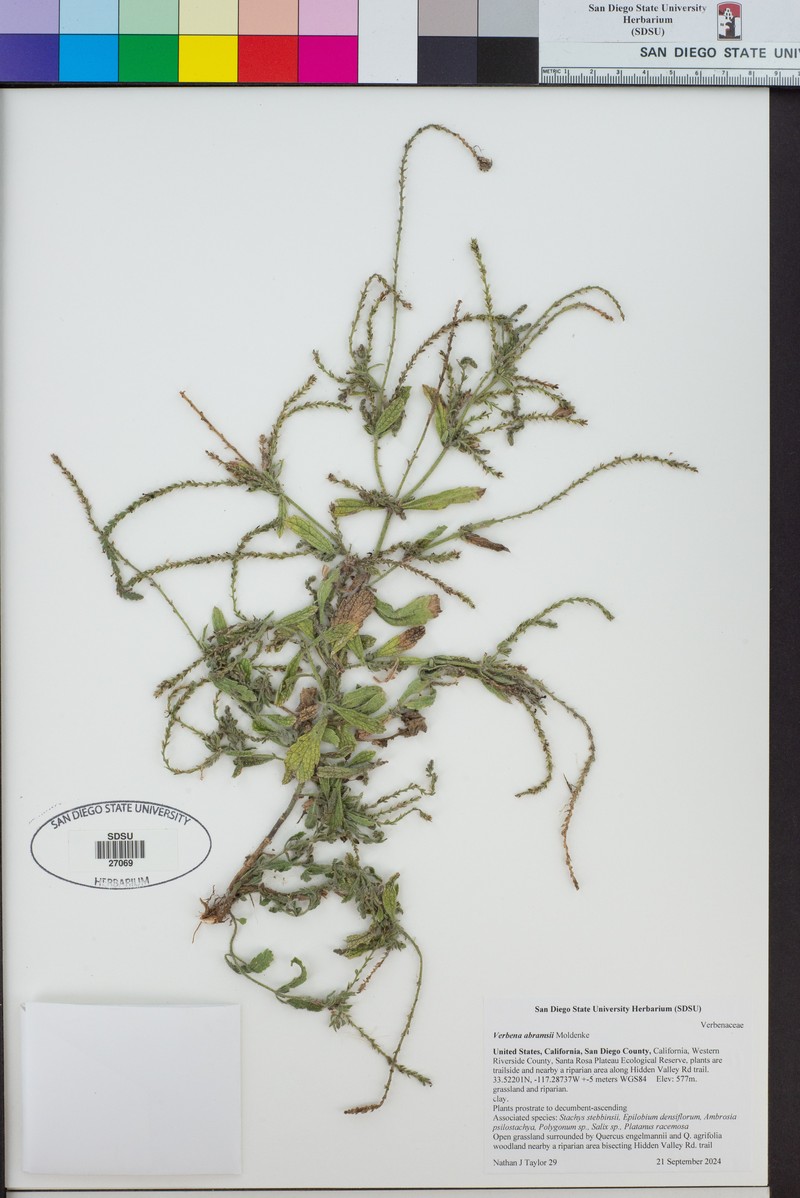 San Bernardino Vervain photo 7