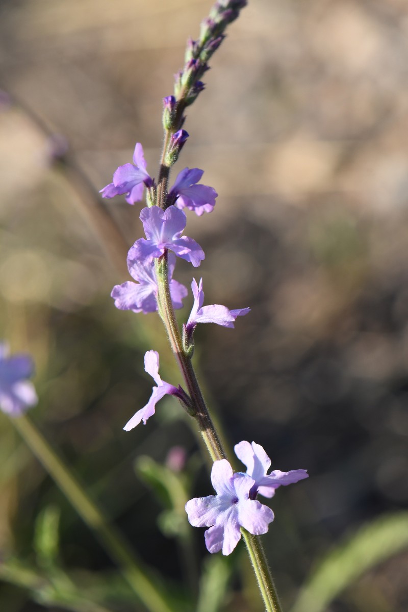 San Bernardino Vervain photo 8