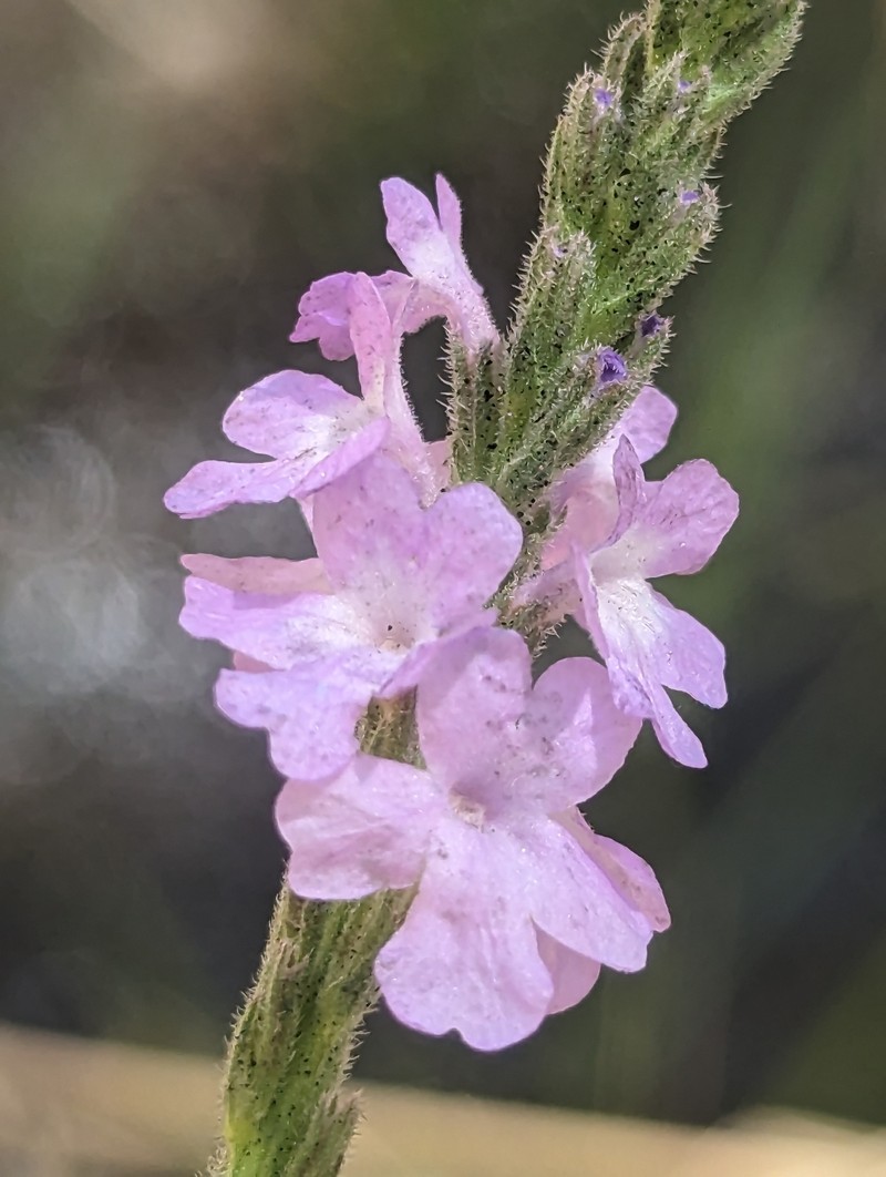 Rio Grande Vervain