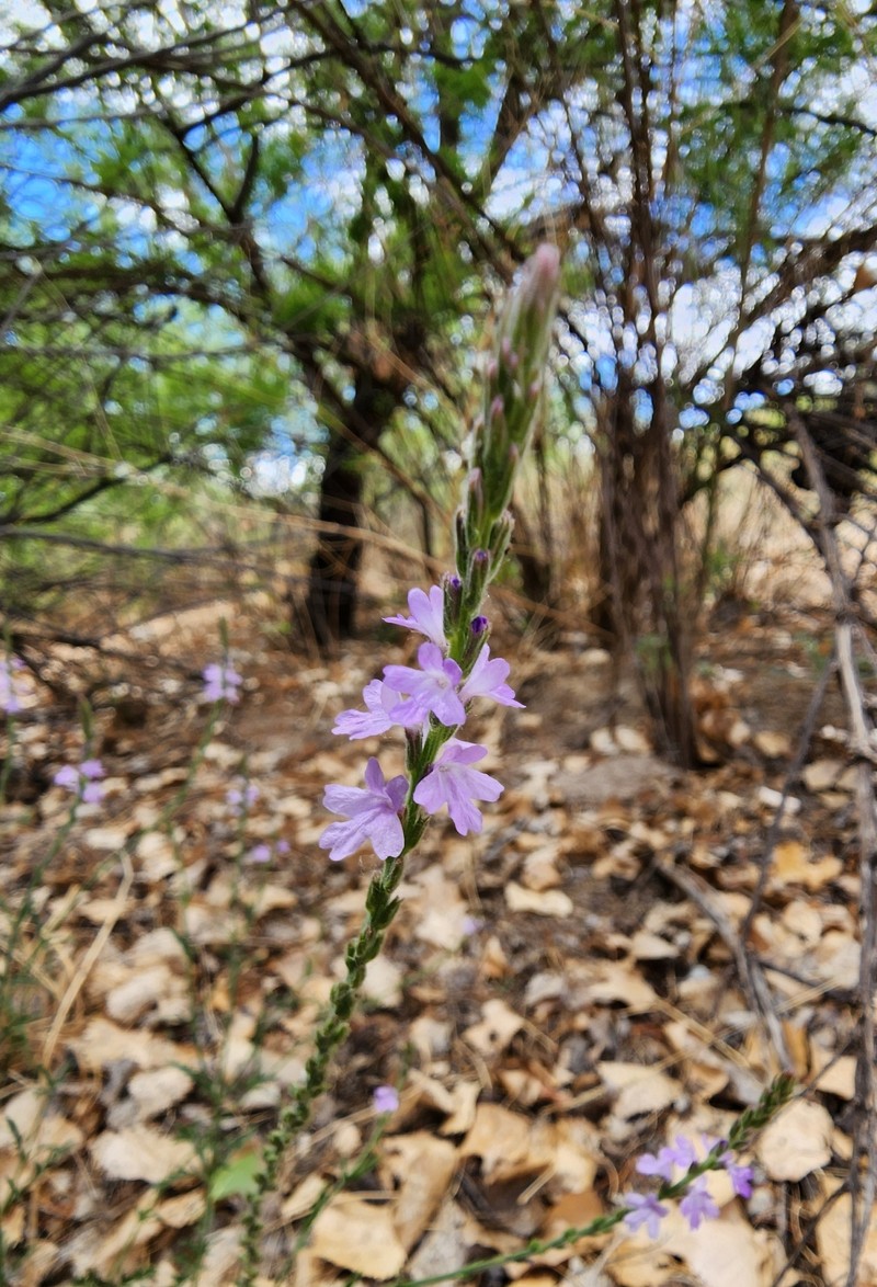 Rio Grande Vervain photo 2