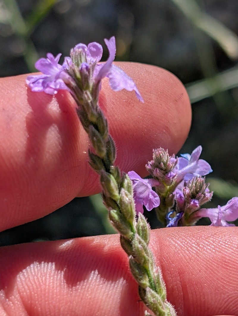 Rio Grande Vervain photo 3