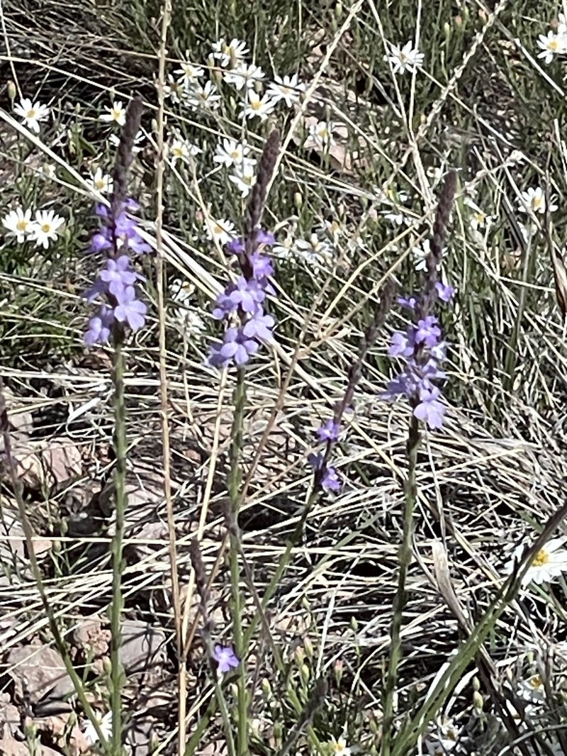 Rio Grande Vervain photo 4