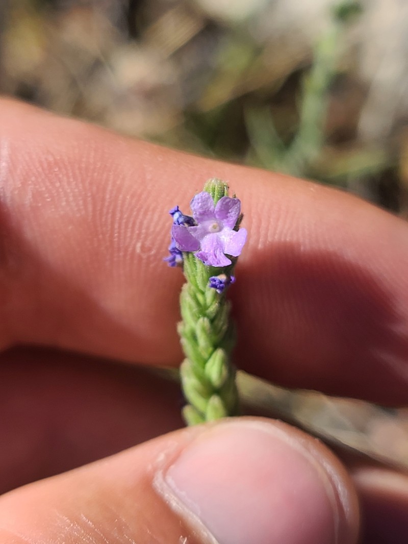 Rio Grande Vervain photo 5