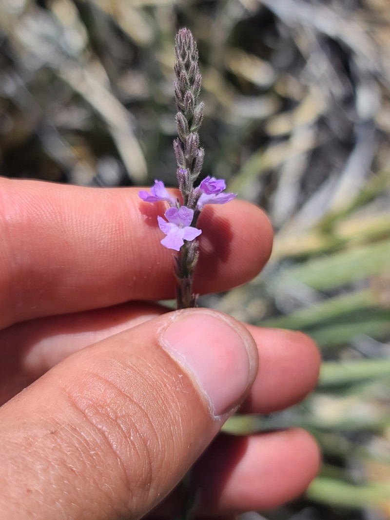 Rio Grande Vervain photo 6